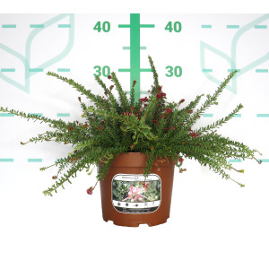 Grevillea "Pepito MMea" ® 2L