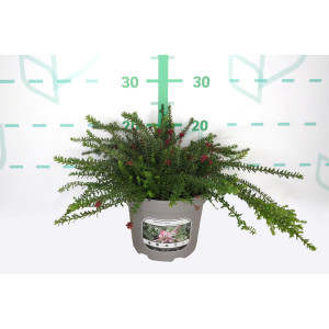 Grevillea "Pepito MMea" ® 2L 15/20