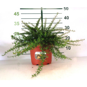 Grevillea postrata "Aurea" 2L 10/15