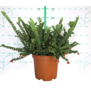 Grevillea "Winter Wonder" ® 10L 30/40
