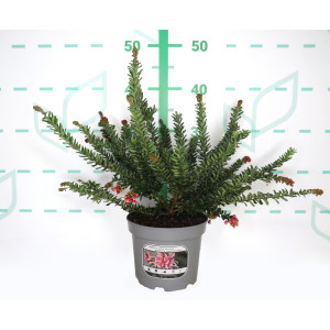 Grevillea "Winter Wonder" MMEA ® 2L DAPS