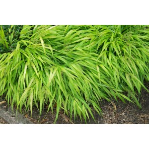 Hakonechloa macra 2.5L 20/30