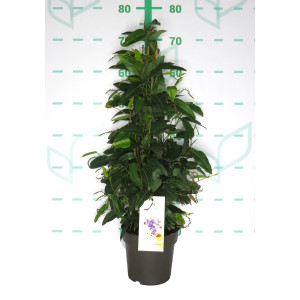 Hardenbergia violacea 2L 3 tutores 70cm