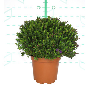 Hebe Aflora ® 10L 20/30 