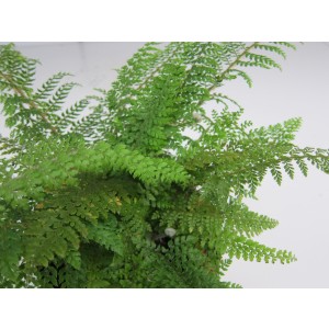 HELECHOS  SURTIDOS 2L R/C Verde 20/25 Athyrium niponicum "Pictum"; D. affinis;D.erythrosora;D.filix mas;Pteris umborsa