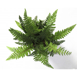 HELECHOS  SURTIDOS 2L 20/25 Dryopteris atrata; Polystichum polyblepharum; Polystichum 'Herrenhausen'; Dryopteris erythrosora