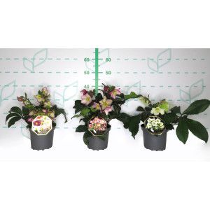 Helleborus sp 2.5L 20/30