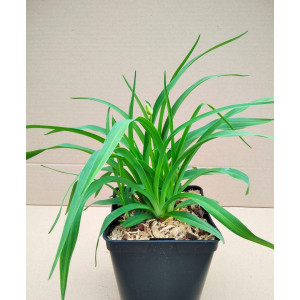 Hemerocallis "Stella D'Oro" 2L R/C 20/30