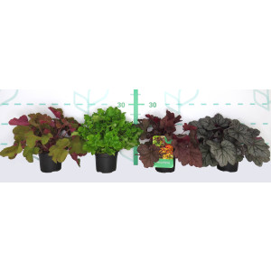 Heuchera sp M12