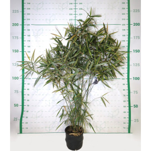 Hibanobambusa tranquillans "Shiroshima" 15L 8-12 200/220