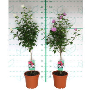 Hibiscus syriacus (Althea) 10L Deco Ht 70/90 100/120