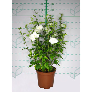 Hibiscus syriacus (Althea) 10L 50/70
