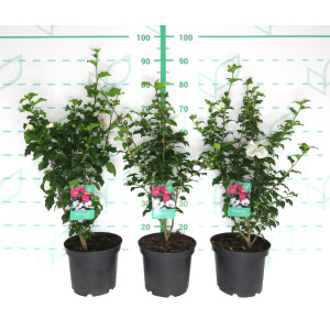Hibiscus syriacus (Althea) 5L 40/60 