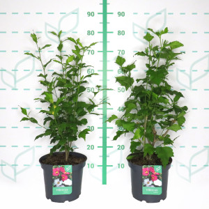 Hibiscus syriacus (Althea) 5L 50/70