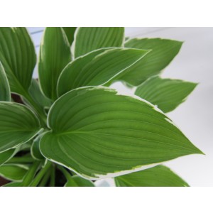 Hosta hibrida 2L