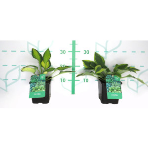 Hosta hibrida 2L R/C