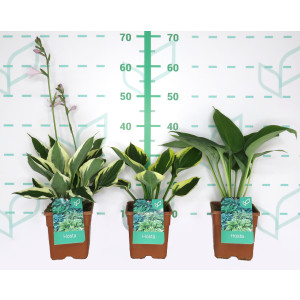 Hosta hibrida 2L