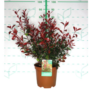 Photinia x fraseri "Carre Rouge" 10L 40/50