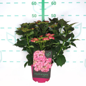 Hydrangea Colección 3L M. Rosa 25/30