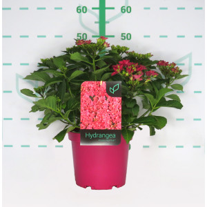 Hydrangea Colección 5L M. Rosa 30/35