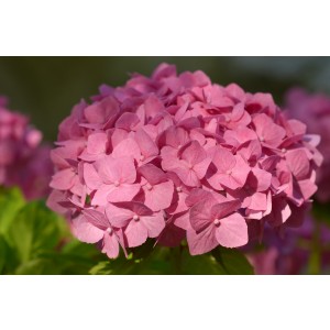 Hydrangea macrophylla 3L Forzada  20/30 +6Flor