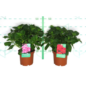 Hydrangea macrophylla 3L 25/30