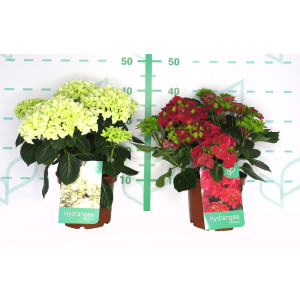 Hydrangea macrophylla 3L Semiforzada 20/30 