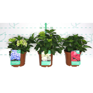 Hydrangea macrophylla 5L 25/30
