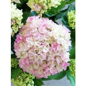 Hydrangea Magical ® Four Seasons ® 3.5L 30/40