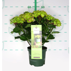Hydrangea Magical ® Four Seasons ® 3.5L 30/40