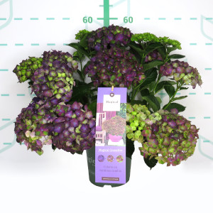 Hydrangea Magical ® Four Seasons ® 3.5L 30/40