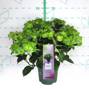 Hydrangea Magical ® Four Seasons ® 5L 40/50