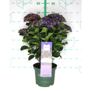 Hydrangea Magical ® Four Seasons ® 5L 40/50