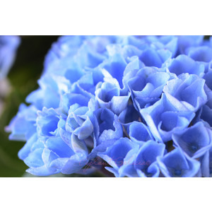 Hydrangea macrophylla 3L 25/30