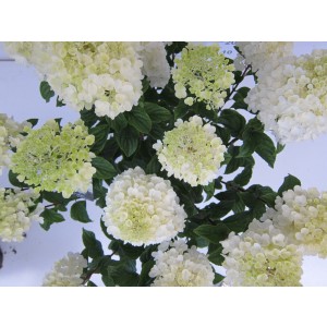 Hydrangea paniculata 11L Cuadrada Ht 60 100/120