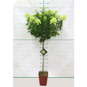 Hydrangea paniculata 11L Cuadrada Ht 60/80 110/120