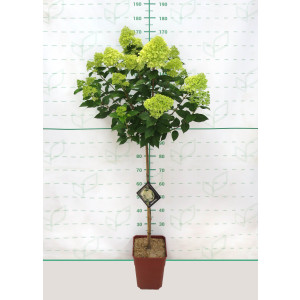 Hydrangea paniculata 11L Cuadrada Ht 60 100/120