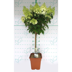 Hydrangea paniculata 14L Cuadrada Ht 50/60 120/140