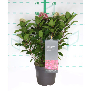 Hydrangea paniculata 3.5L 35/45