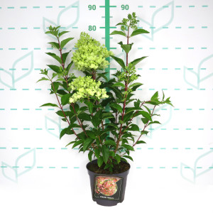 Hydrangea paniculata 3.5L 45/55