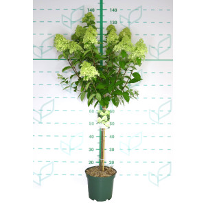 Hydrangea paniculata 5L Ht 65/75 