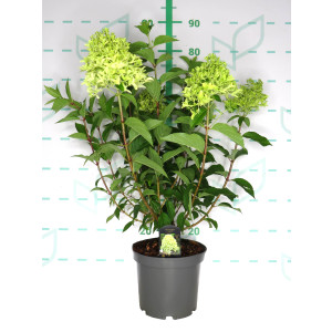 Hydrangea paniculata 5L 40/60 