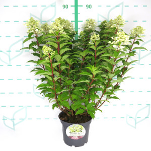 Hydrangea paniculata 5L 45/55 
