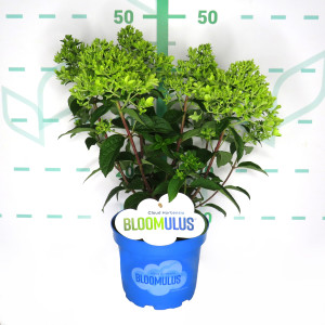 Hydrangea paniculata "Bloomulus" 2.5L 30/35
