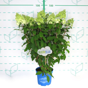 Hydrangea paniculata "Bloomulus" 5L 45/55