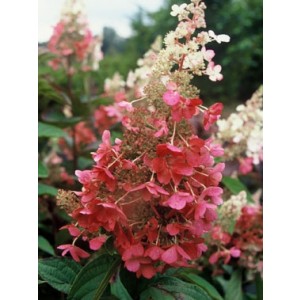 Hydrangea paniculata 5L 40/60 