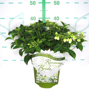 Hydrangea Runaway Bride ® 3.5L 30/35
