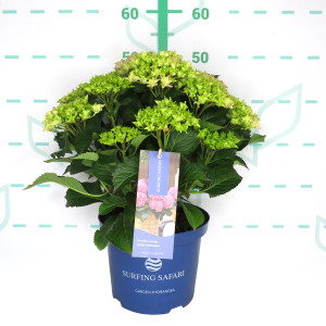 Hydrangea Surfing Safari ® 5L 30/35