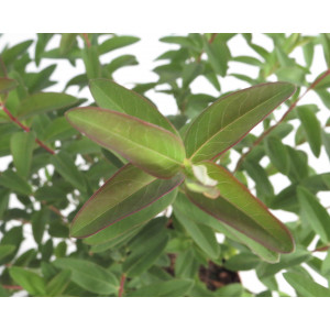 Hypericum "Hidcote" 3L  20/30