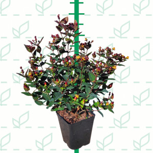 Hypericum inodorum MIRACLE ® 5L R/C